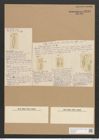 Pleurosiphonia sp. Ehrenb. (de-Toni-Nr.: Genus 28, Species 1300 - 1306) Zeichnungen Sammlung Grunow Nr. 2482 (NHMW-BOT-W0369664)